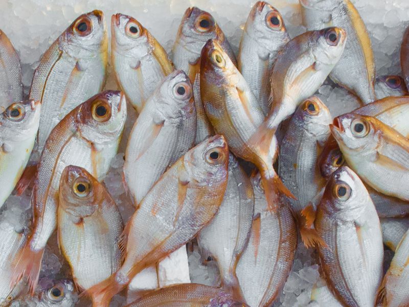 Fresh Sundarban Fish (টাটকা সুন্দরবনের মাছ)
