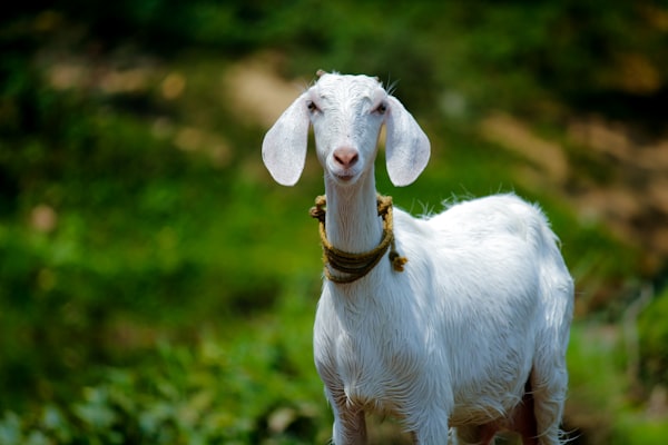 Desi Goat (ছাগল)